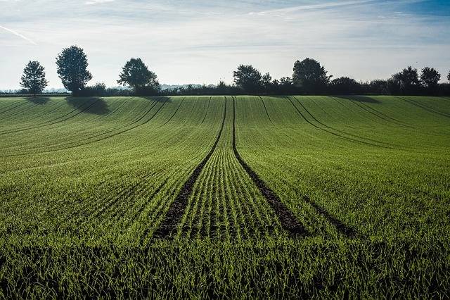 
          Top Career Paths: Agricultural and Natural Resource Economics
  