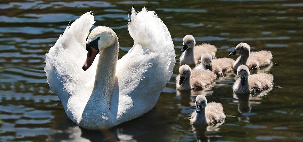 Equilibrar el Trabajo Mientras se Forma una Familia 