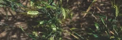 How Engineers are Helping to Solve the Global Food Crisis